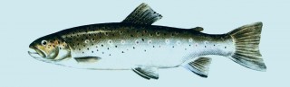 форель